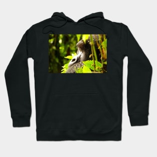 Gorilla at Rwanda Hoodie